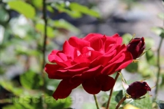 Tornano i fiori a San Pellegrino