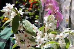 Tornano i fiori a San Pellegrino