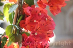 Tornano i fiori a San Pellegrino