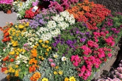 Tornano i fiori a San Pellegrino