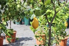 Tornano i fiori a San Pellegrino