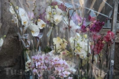 Tornano i fiori a San Pellegrino