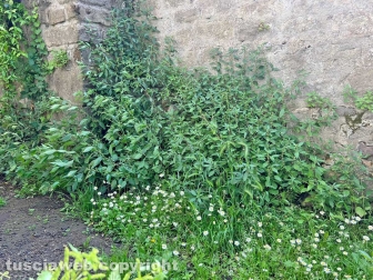 I giardinetti di palazzo dei Priori