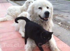 I maremmani prima dell\'aggressione