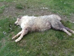 Bella, uno dei maremmani uccisi