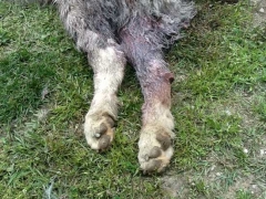 ella, uno dei maremmani uccisi