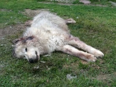 ella, uno dei maremmani uccisi