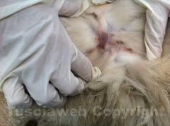 Il collo azzannato di Bella