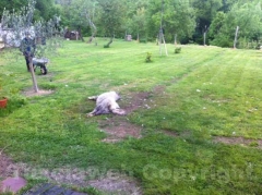 Bella, uno dei maremmani uccisi