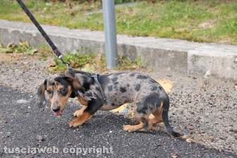 I mitici bassotti sfilano per le vie di Bolsena