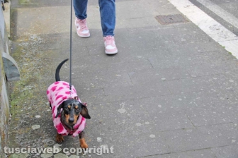 I mitici bassotti sfilano per le vie di Bolsena