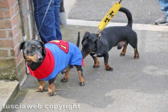 I mitici bassotti sfilano per le vie di Bolsena