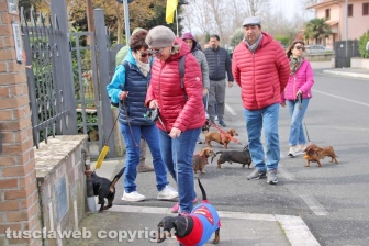 I mitici bassotti sfilano per le vie di Bolsena