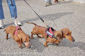 I mitici bassotti sfilano per le vie di Bolsena