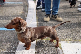 I mitici bassotti sfilano per le vie di Bolsena