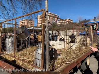 Viterbo - La protesta dei pastori sul prezzo del latte