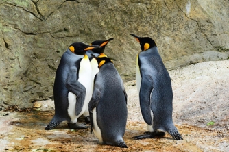 I pinguini più belli del mondo