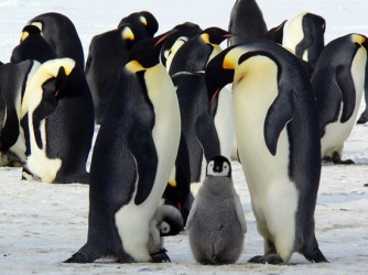I pinguini più belli del mondo