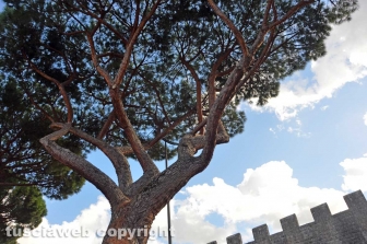 I pini di piazzale Gramsci