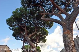 I pini di piazzale Gramsci