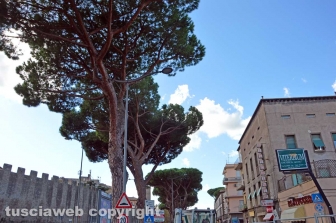 I pini di piazzale Gramsci