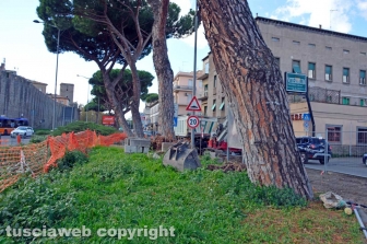 I pini di piazzale Gramsci