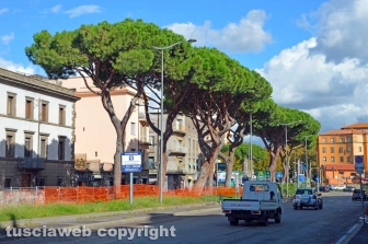 I pini di piazzale Gramsci