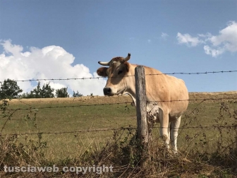 I Viterbo runners ad Amatrice