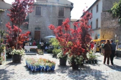 I volti di San Pellegrino in fiore