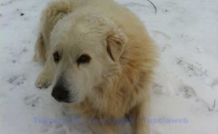 Neve - Silvio Cappelli