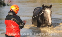 Il salvataggio di un Cavallo