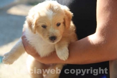 Il sopralluogo al canile di Bagnaia del vicesindaco Luisa Ciambella