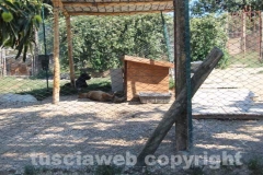 Il sopralluogo al canile di Bagnaia del vicesindaco Luisa Ciambella