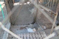 Il sopralluogo al canile di Bagnaia del vicesindaco Luisa Ciambella