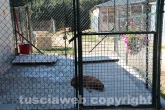 Il sopralluogo al canile di Bagnaia del vicesindaco Luisa Ciambella