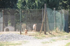Il sopralluogo al canile di Bagnaia del vicesindaco Luisa Ciambella