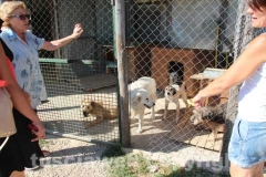 Il sopralluogo al canile di Bagnaia del vicesindaco Luisa Ciambella