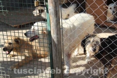 Il sopralluogo al canile di Bagnaia del vicesindaco Luisa Ciambella