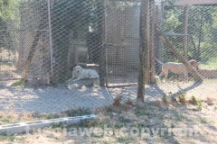 Il sopralluogo al canile di Bagnaia del vicesindaco Luisa Ciambella