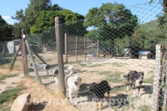 Il sopralluogo al canile di Bagnaia del vicesindaco Luisa Ciambella