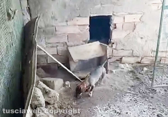 Viterbo - 31 cani sequestrati e salvati dalla Asl e dalla polizia locale - Il canile lager