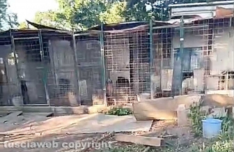 Viterbo - 31 cani sequestrati e salvati dalla Asl e dalla polizia locale - Il canile lager