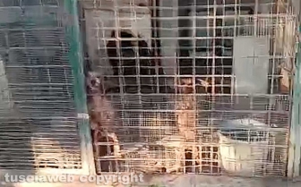 Viterbo - 31 cani sequestrati e salvati dalla Asl e dalla polizia locale - Il canile lager