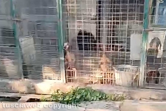 Viterbo - 31 cani sequestrati e salvati dalla Asl e dalla polizia locale - Il canile lager