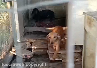 Viterbo - 31 cani sequestrati e salvati dalla Asl e dalla polizia locale - Il canile lager