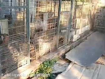 Viterbo - 31 cani sequestrati e salvati dalla Asl e dalla polizia locale - Il canile lager