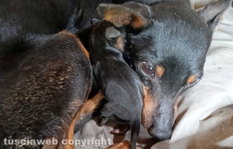 Viterbo - 31 cani sequestrati e salvati dalla Asl e dalla polizia locale - Il canile lager