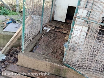 Viterbo - 31 cani sequestrati e salvati dalla Asl e dalla polizia locale - Il canile lager
