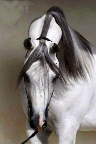 Viterbo - Il centro ippico Sacconi Arabian Stud