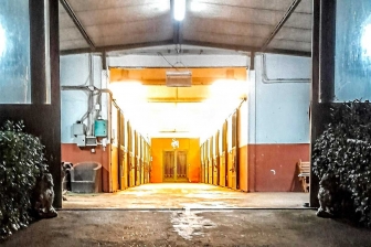 Viterbo - Il centro ippico Sacconi Arabian Stud